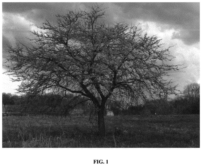 Figure 1 of US plant patent PP32985, the photograph of SEIRB printed in the patent.