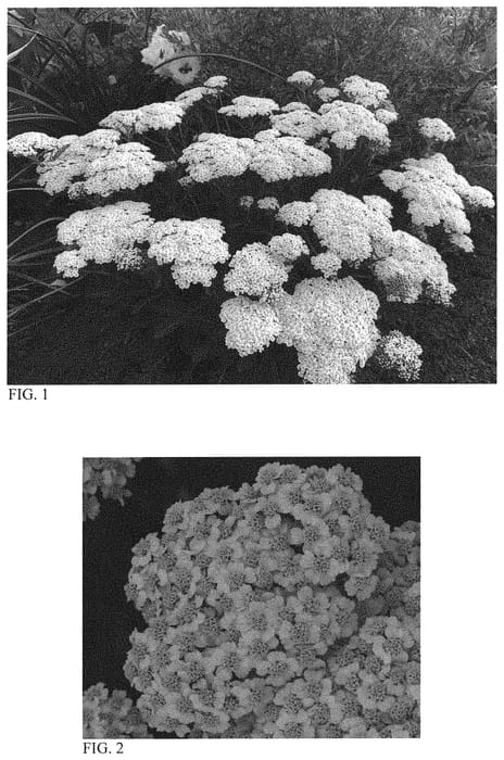 Figure 1 of US plant patent PP32986, the photograph of Firefly Diamond printed in the patent.