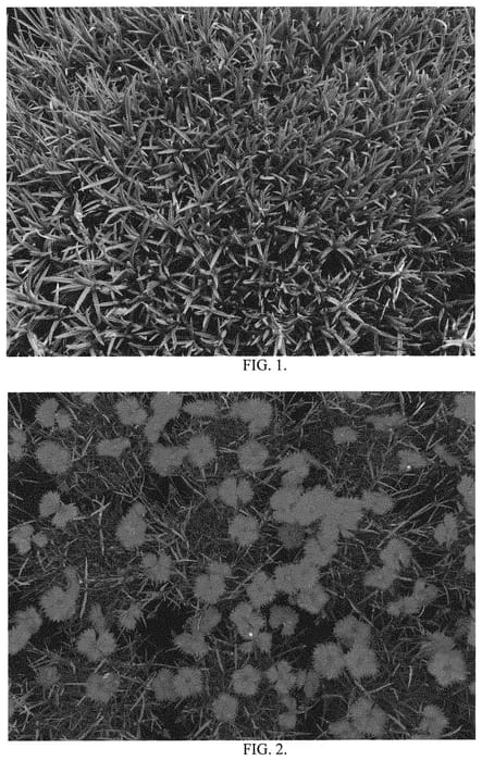 Figure 1 of US plant patent PP32987, the photograph of Fuchsia Fire printed in the patent.