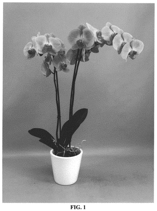 Figure 1 of US plant patent PP32988, the photograph of PHALHYSXO printed in the patent.