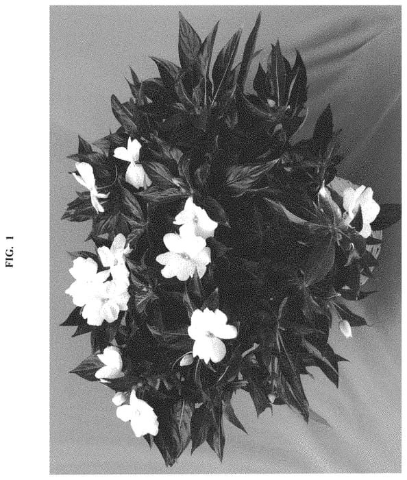 Figure 1 of US plant patent PP32989, the photograph of Dongipetwhi printed in the patent.