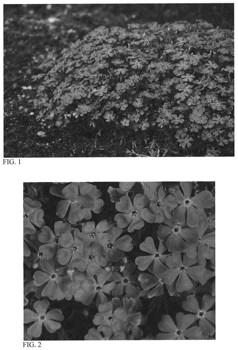Figure 1 of US plant patent PP32990, the photograph of Crater Lake printed in the patent.