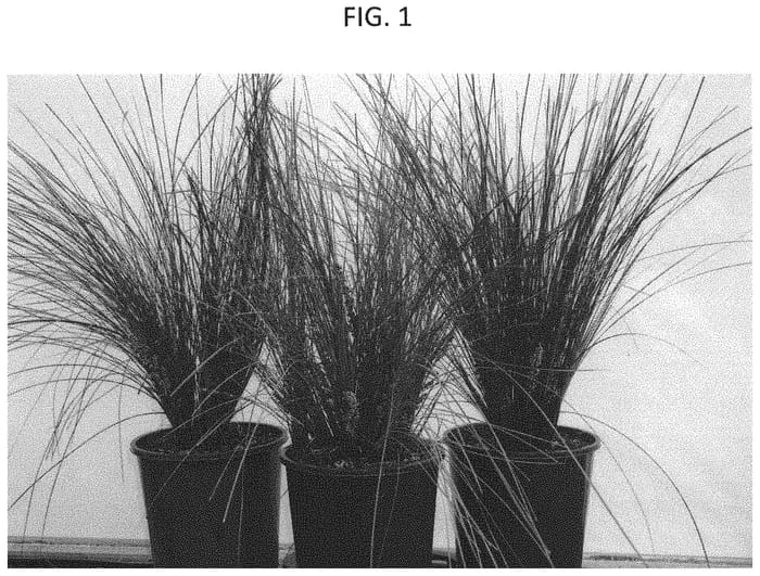 Figure 1 of US plant patent PP32991, the photograph of LM700 printed in the patent.