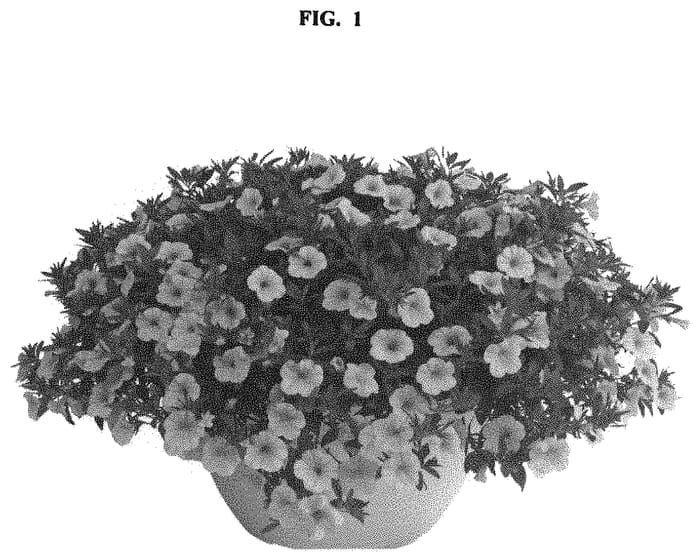 Figure 1 of US plant patent PP32992, the photograph of Docalalbu printed in the patent.