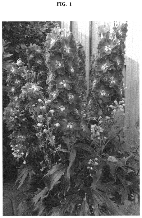 Figure 1 of US plant patent PP32993, the photograph of ET DLP 17-10 printed in the patent.