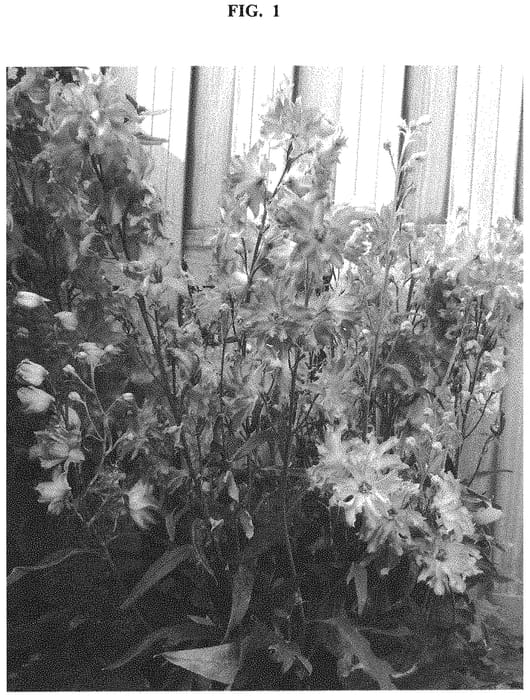 Figure 1 of US plant patent PP32994, the photograph of ET DLP 17-11 printed in the patent.