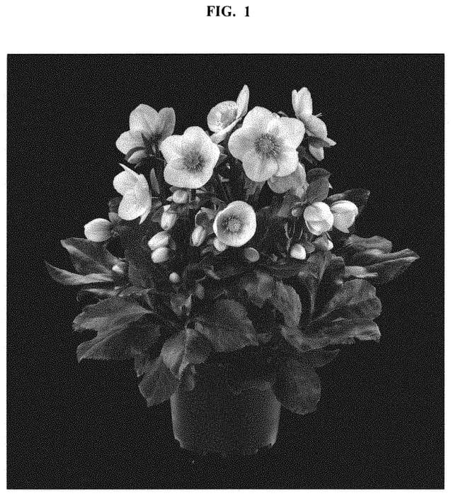 Figure 1 of US plant patent PP32995, the photograph of COSEH 7700 printed in the patent.