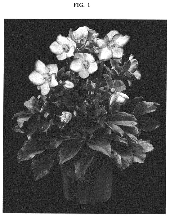 Figure 1 of US plant patent PP32996, the photograph of COSEH 6300 printed in the patent.