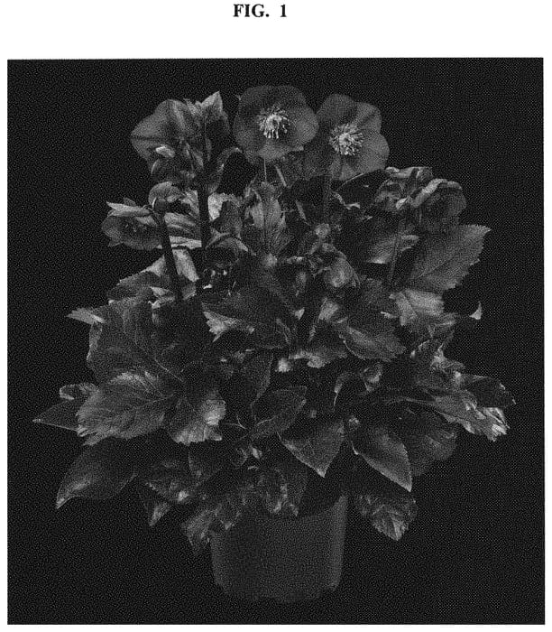 Figure 1 of US plant patent PP32997, the photograph of COSEH 6600 printed in the patent.