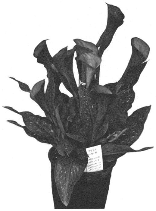 Figure 1 of US plant patent PP32998, the photograph of Royal Plum printed in the patent.