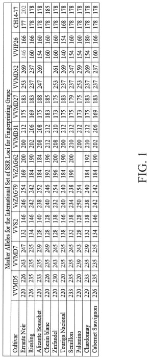 Figure 1 of US plant patent PP32999, the photograph of Errante Noir printed in the patent.