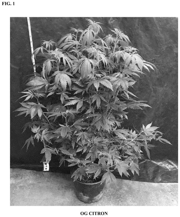 Figure 1 of US plant patent PP33000, the photograph of OG CITRON printed in the patent.