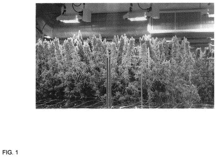 Figure 1 of US plant patent PP33001, the photograph of MR2018001 printed in the patent.