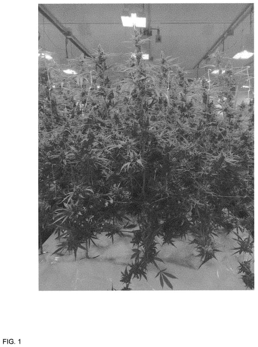 Figure 1 of US plant patent PP33002, the photograph of MR2018003 printed in the patent.