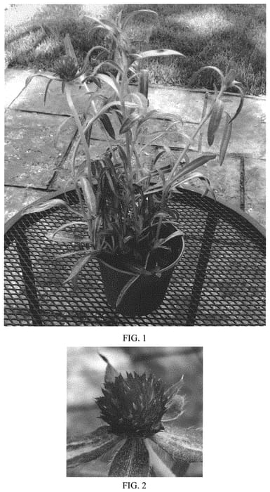 Figure 1 of US plant patent PP33003, the photograph of Balgovarpur printed in the patent.