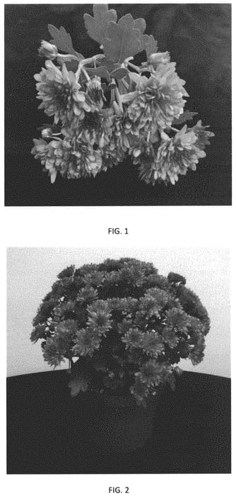 Figure 1 of US plant patent PP33004, the photograph of CIFZ0077 printed in the patent.
