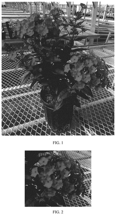 Figure 1 of US plant patent PP33005, the photograph of Balsukafus printed in the patent.