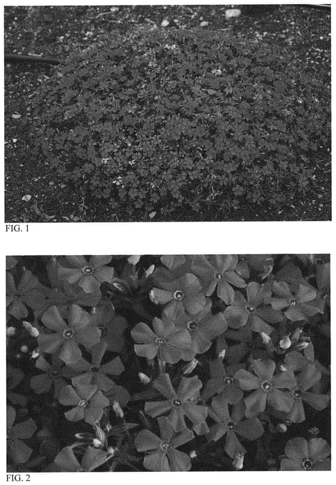 Figure 1 of US plant patent PP33006, the photograph of Majestic Magenta printed in the patent.
