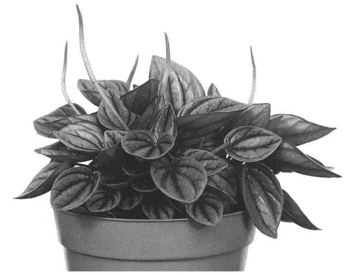 Figure 1 of US plant patent PP33007, the photograph of EC-PEPE-2007 printed in the patent.