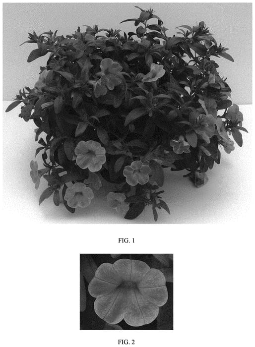 Figure 1 of US plant patent PP33008, the photograph of Balchadap printed in the patent.
