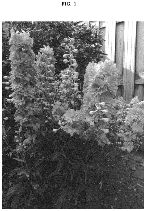 Figure 1 of US plant patent PP33009, the photograph of ET DLP 17-03 printed in the patent.