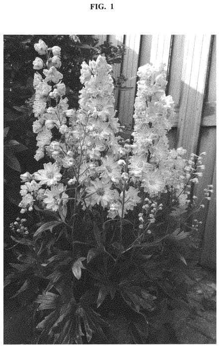 Figure 1 of US plant patent PP33010, the photograph of ET DLP 17-14 printed in the patent.