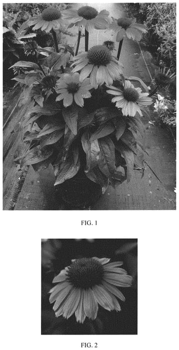 Figure 1 of US plant patent PP33011, the photograph of Balsomrosa printed in the patent.