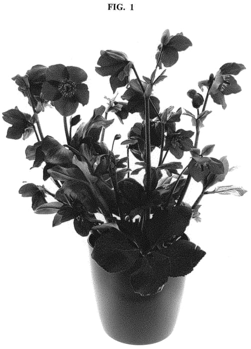 Figure 1 of US plant patent PP33012, the photograph of COSEH 7300 printed in the patent.