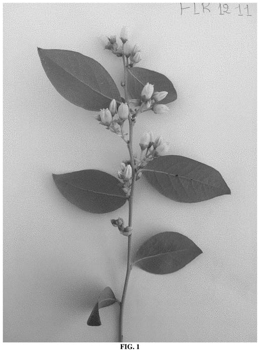 Figure 1 of US plant patent PP33013, the photograph of FLR12-11 printed in the patent.