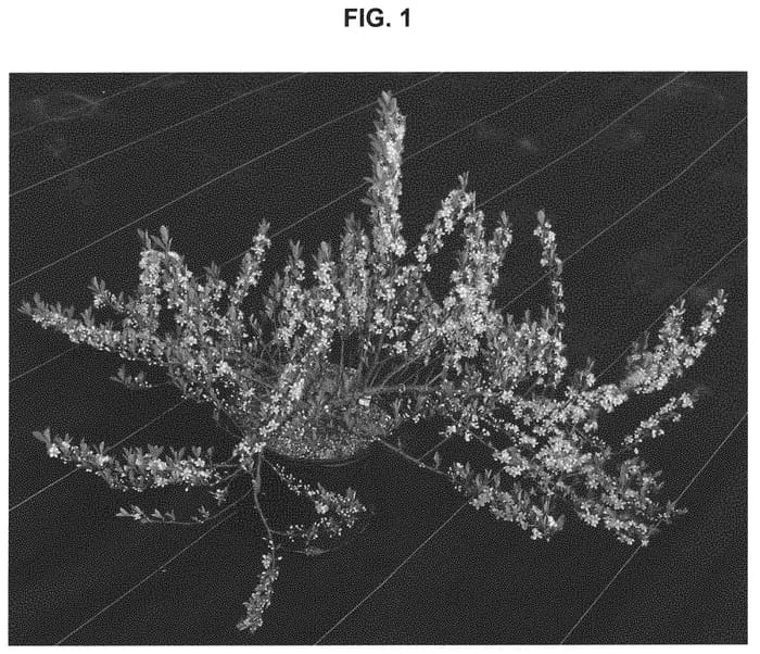 Figure 1 of US plant patent PP33014, the photograph of UCONNPP002 printed in the patent.