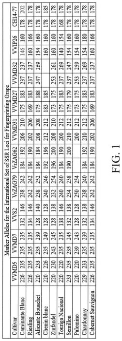 Figure 1 of US plant patent PP33015, the photograph of Caminante Blanc printed in the patent.