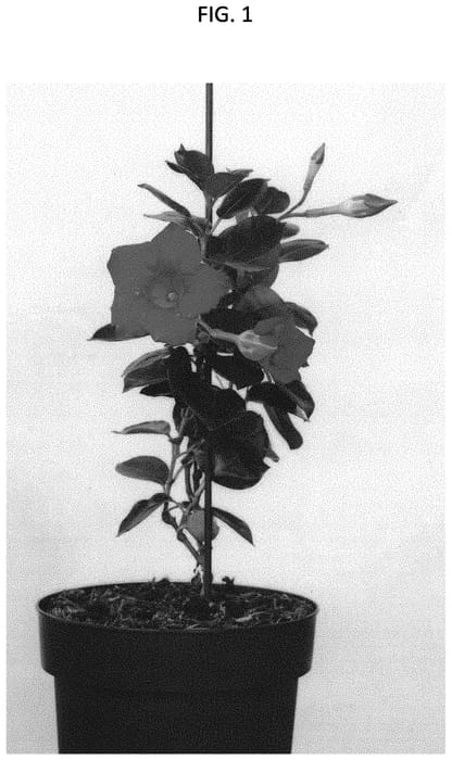 Figure 1 of US plant patent PP33016, the photograph of ESDEFL1 printed in the patent.