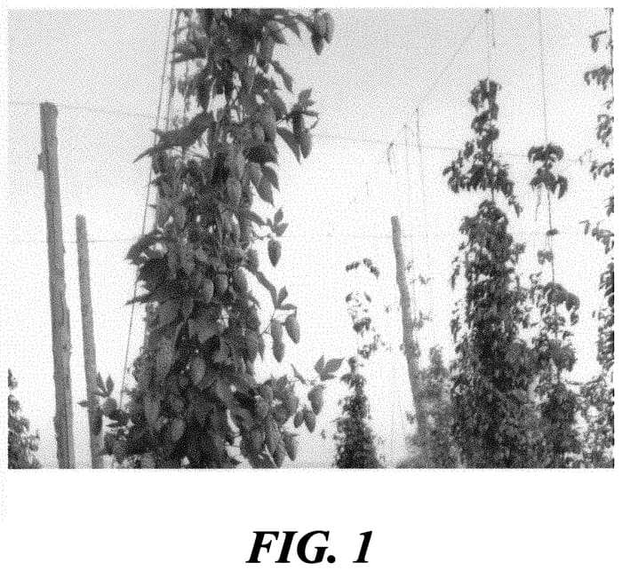 Figure 1 of US plant patent PP33017, the photograph of HBC 637 printed in the patent.