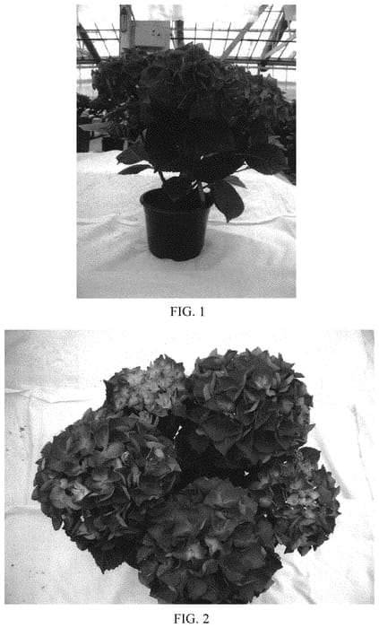 Figure 1 of US plant patent PP33018, the photograph of BCHY-14.020 printed in the patent.
