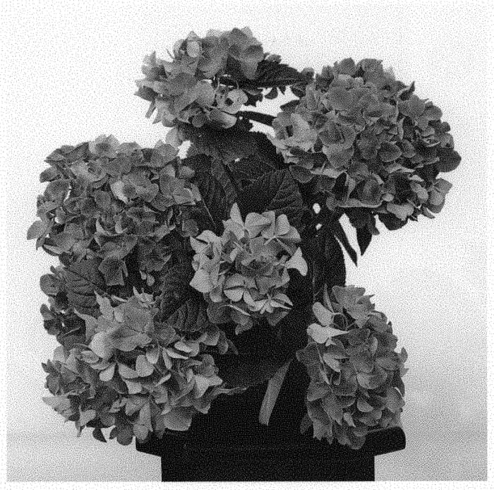 Figure 1 of US plant patent PP33019, the photograph of HITOR printed in the patent.
