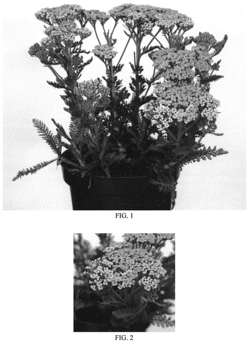 Figure 1 of US plant patent PP33020, the photograph of FLORACHYE1 printed in the patent.