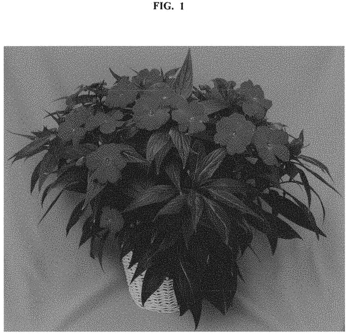 Figure 1 of US plant patent PP33021, the photograph of Dongimagdala printed in the patent.