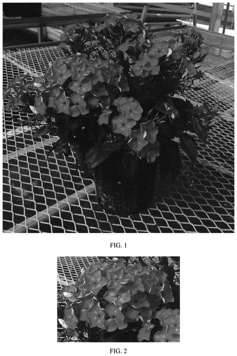 Figure 1 of US plant patent PP33022, the photograph of Balsukalav printed in the patent.