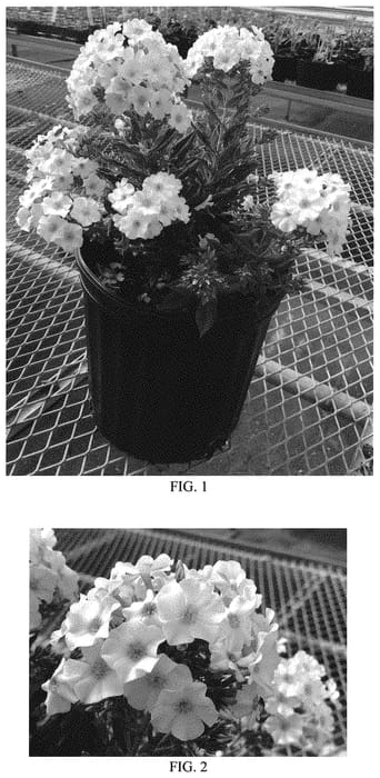 Figure 1 of US plant patent PP33023, the photograph of Balkapowi printed in the patent.