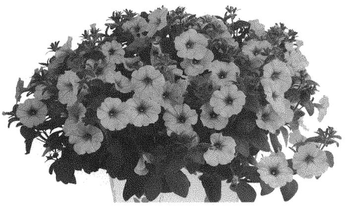Figure 1 of US plant patent PP33025, the photograph of Dopetduraropi printed in the patent.