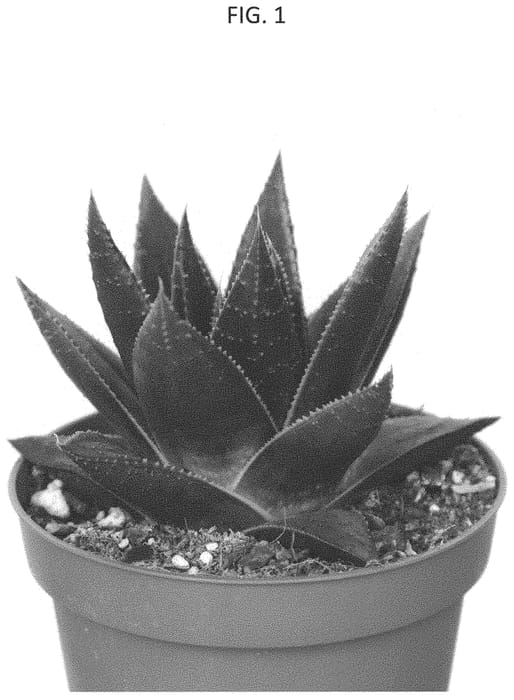 Figure 1 of US plant patent PP33026, the photograph of AMIHAW1911 printed in the patent.