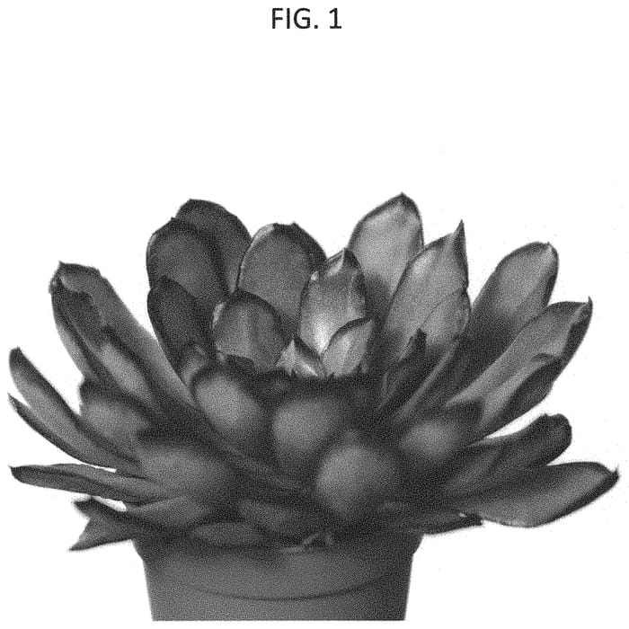 Figure 1 of US plant patent PP33027, the photograph of OVPEARLS08 printed in the patent.