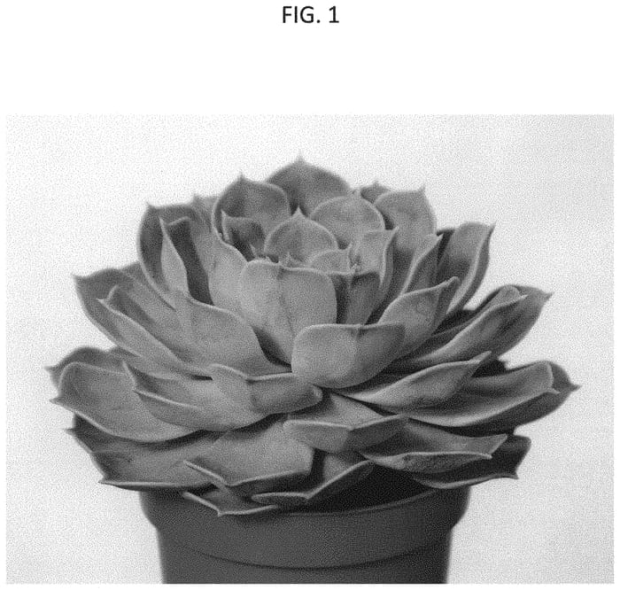 Figure 1 of US plant patent PP33028, the photograph of OVPEARLS06 printed in the patent.