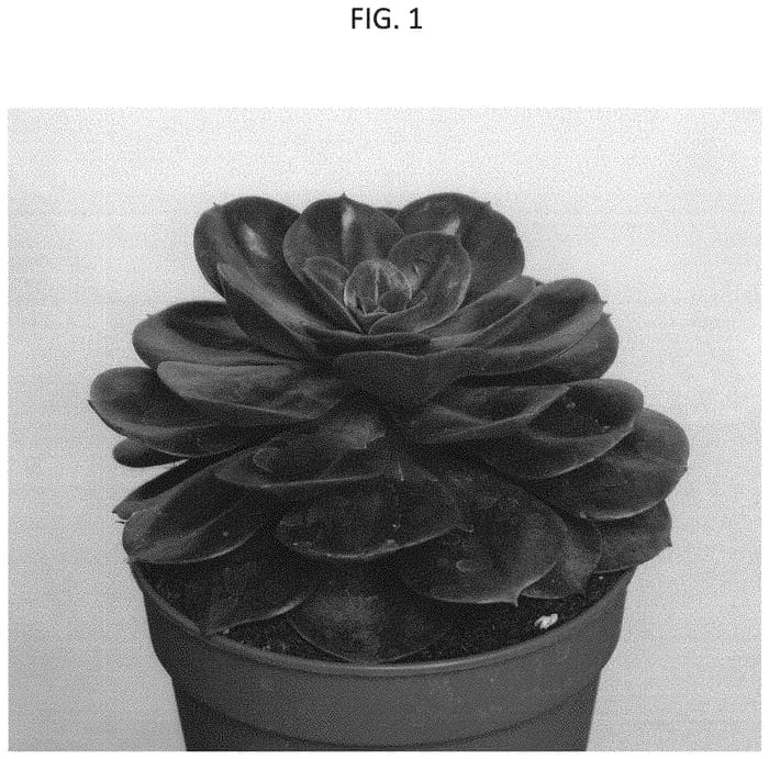 Figure 1 of US plant patent PP33029, the photograph of AMIECH1912 printed in the patent.