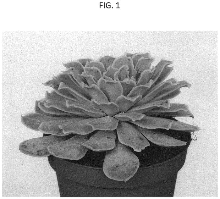 Figure 1 of US plant patent PP33030, the photograph of AMIECH2001 printed in the patent.