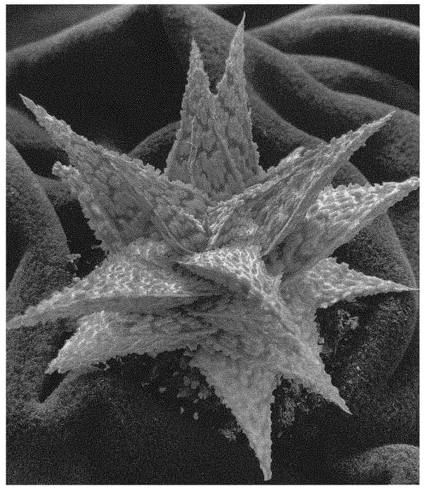 Figure 1 of US plant patent PP33031, the photograph of FIRECRACKER printed in the patent.
