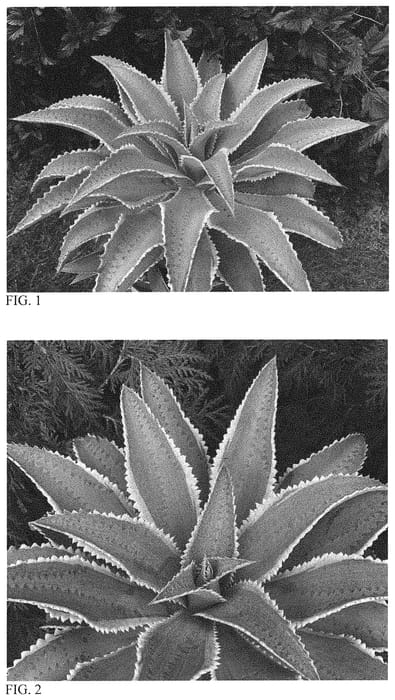 Figure 1 of US plant patent PP33032, the photograph of Foxy Lady printed in the patent.