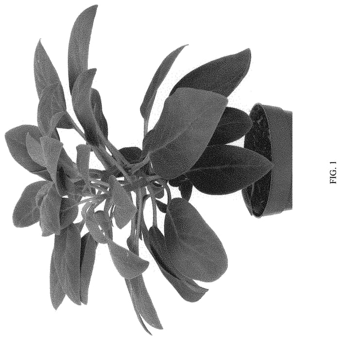Figure 1 of US plant patent PP33033, the photograph of EC-PEPE-1903 printed in the patent.