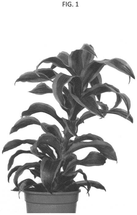 Figure 1 of US plant patent PP33034, the photograph of DRA201901 printed in the patent.