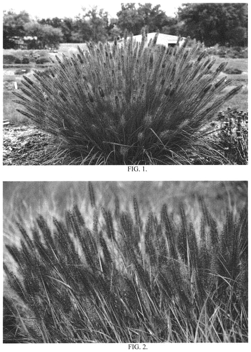 Figure 1 of US plant patent PP33035, the photograph of Love and Rockets printed in the patent.